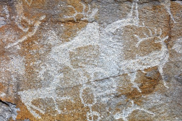 anthropology animals on rock