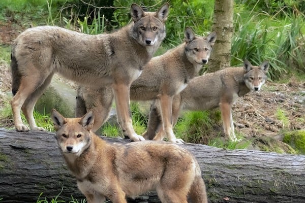 endangered red wolves