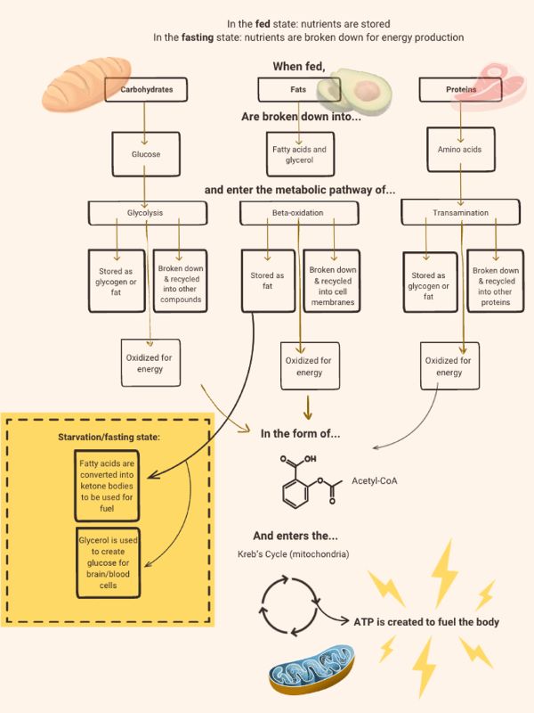 metabolic pathways diagram