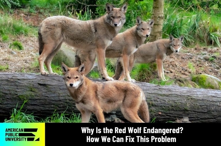 red wolves endangered